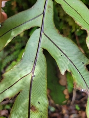 Blechnum colensoi