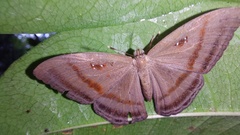 Mesosemia steli