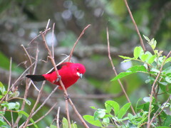 Ramphocelus bresilius