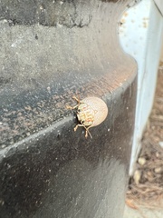 Paropsisterna m-fuscum