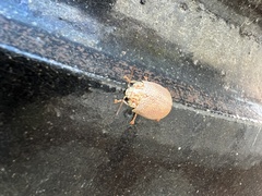 Paropsisterna m-fuscum