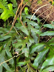 Blechnum colensoi
