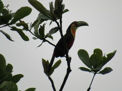 Ramphastos dicolorus