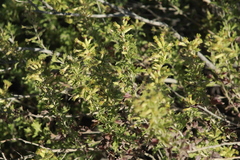 Brickellia laciniata