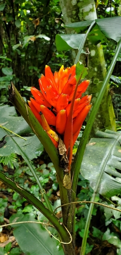 Musa image