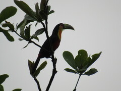Ramphastos dicolorus