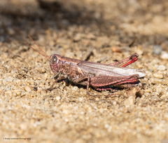 Melanoplus yarrowii