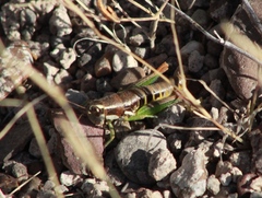 Phaedrotettix