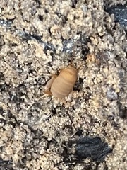 Myrmecophilus pergandei