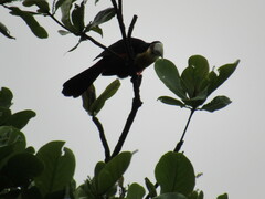 Ramphastos dicolorus