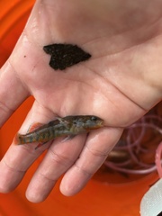 Etheostoma caeruleum