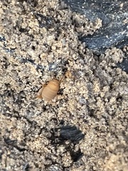 Myrmecophilus pergandei