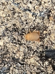 Myrmecophilus pergandei