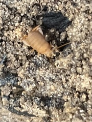 Myrmecophilus pergandei