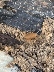 Myrmecophilus pergandei