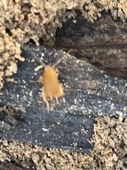Myrmecophilus pergandei