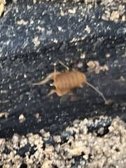 Myrmecophilus pergandei