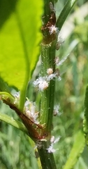 Scolypopa australis
