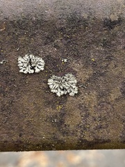 Phaeophyscia orbicularis