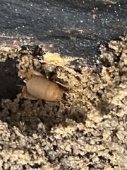 Myrmecophilus pergandei