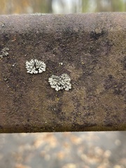 Phaeophyscia orbicularis