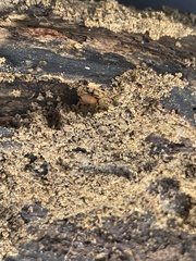 Myrmecophilus pergandei