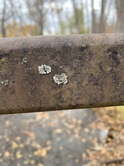 Phaeophyscia orbicularis