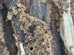 Myrmecophilus pergandei