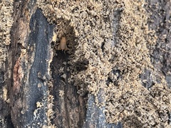 Myrmecophilus pergandei