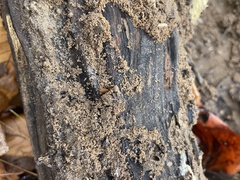 Myrmecophilus pergandei