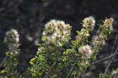 Brickellia laciniata
