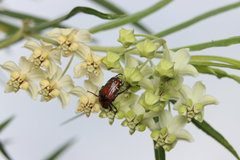 Leucocelis