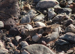 Trimerotropini