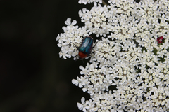 Daucus