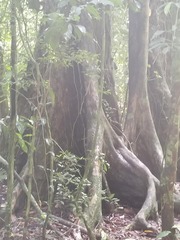 Pterocarpus officinalis