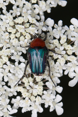 Leucocelis