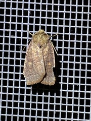 Pseudorthodes vecors