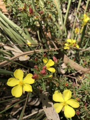 Hibbertia diffusa