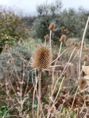Dipsacus comosus