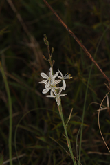 Chlorophytum cooperi