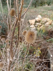 Dipsacus comosus