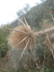 Dipsacus comosus