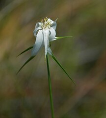 Rhynchospora latifolia