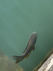 Cyprinus carpio