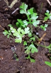 Anogramma leptophylla