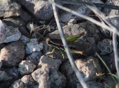Phaedrotettix