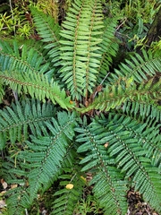Polystichum vestitum