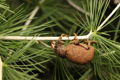 Brachycerus