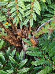 Polystichum vestitum