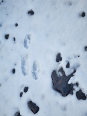 Lepus americanus